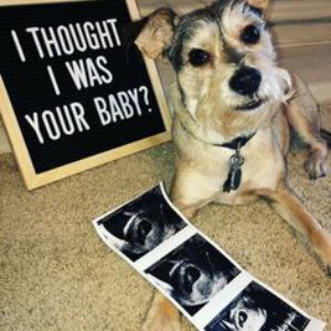 Zwangerschapsaankondiging hond