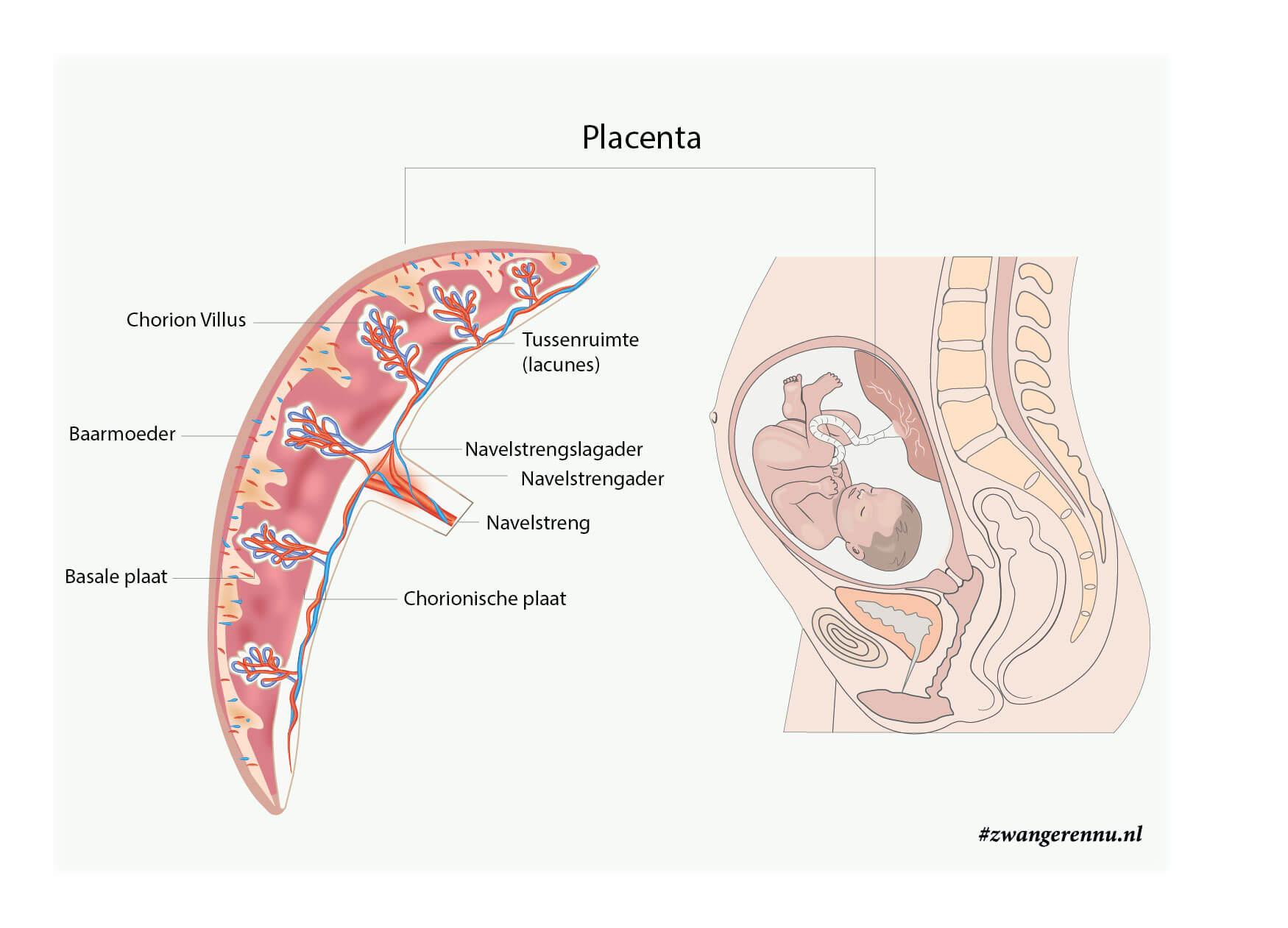 Placenta anatomie