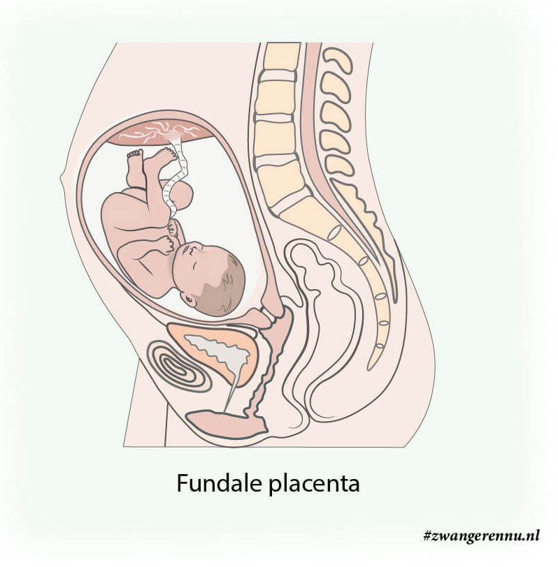 Illustratie Fundale placenta