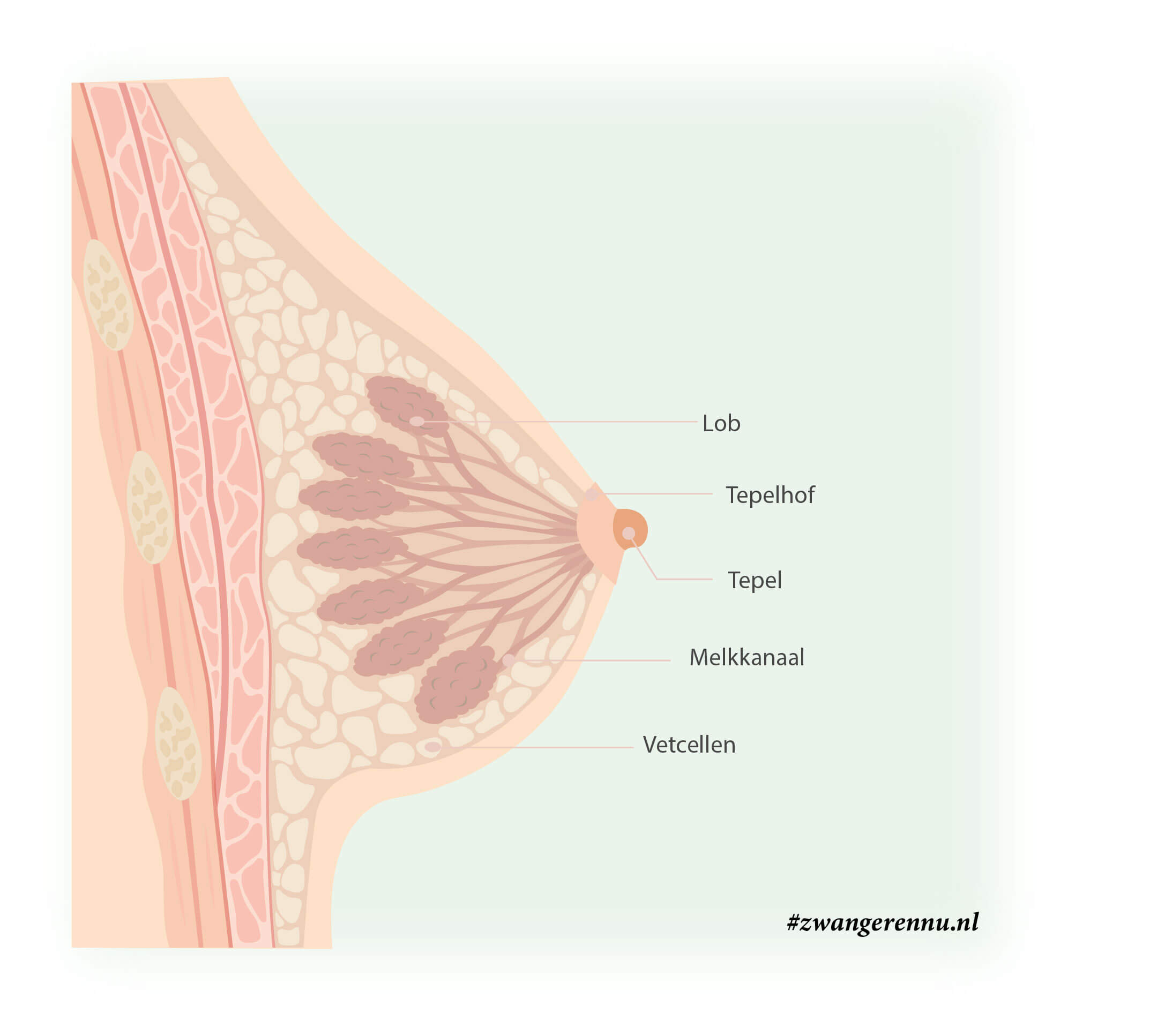 Anatomie borst