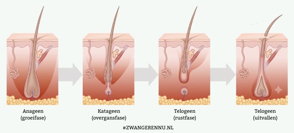 haargroei