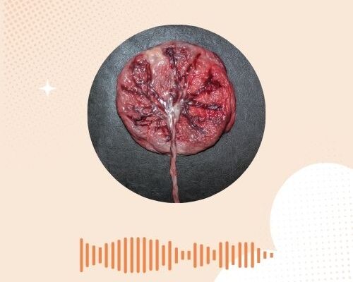 De placenta uitgelegd: het bijzondere orgaan dat jouw baby in leven houdt
